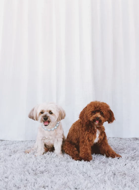 DOGUE2025 SABRINACARPENTER DARIAKOBAYASHIRITCH 001RZ