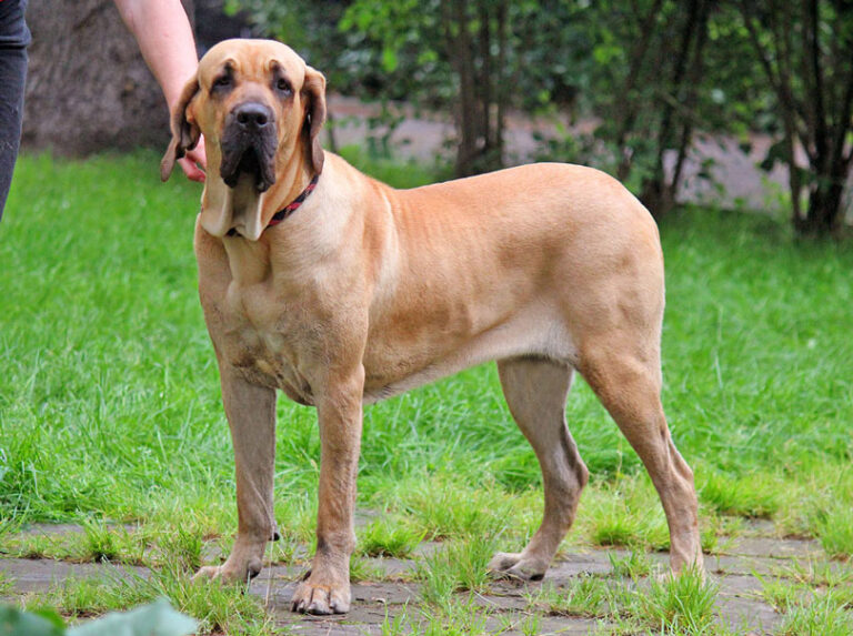 Fila Brasileiro