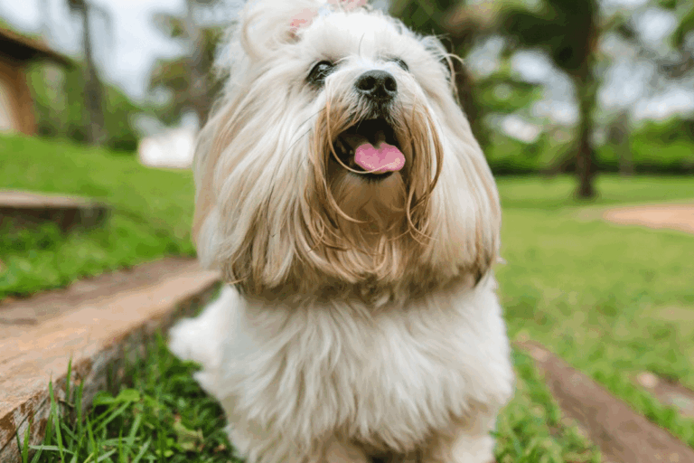 Lhasa Apso Feature6