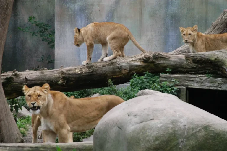 Zoológico dinamarquês pede doação de pets para alimentar predadores. Leia sobre! 2 aalborg zoo 080425 2 50ba6214680e4abf87f50d1270bdd460