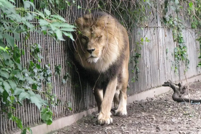 Zoológico dinamarquês pede doação de pets para alimentar predadores. Leia sobre! 3 aalborg zoo 080425 2dd39a4b6f6e4fb5afb66de1630f4f90