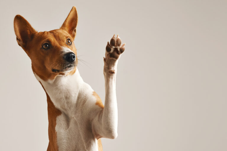 adoravel cachorro basenji marrom e branco sorrindo e dando mais uns cinco isolado no branco