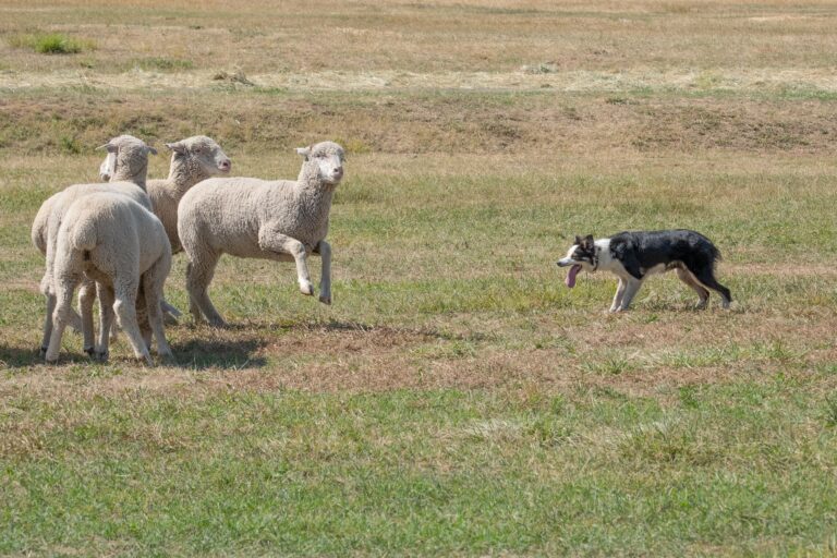 Raças de cães pastores que você precisa conhecer! Veja aqui 2 bela foto de ovelha branca brincando com um cachorro no campo de grama