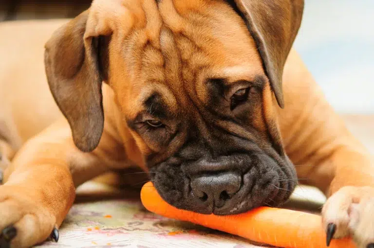 Cachorro vegano é seguro? Descubra os riscos e cuidados! 1 bullmastiff puppy 1