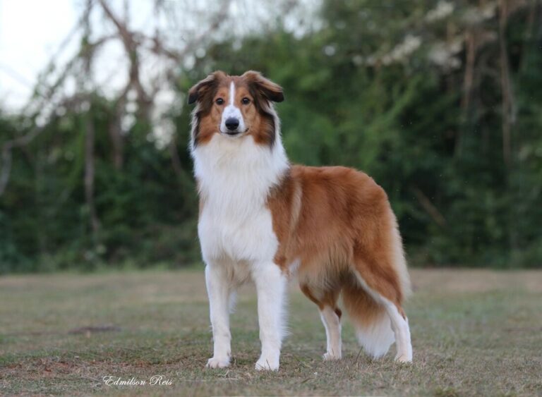 cachorro