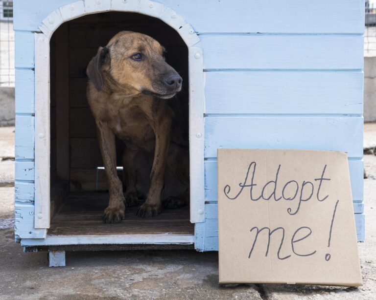 Monopólio pet pode aumentar abandono de animais no Brasil? Entenda o que alega o Instituto Caramelo 3 cachorro em casa com sinal de adote la fora