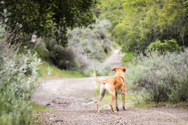 cachorro pequeno black mouth cur parado no meio de uma estrada de cascalho cercado por arvores e arbustos