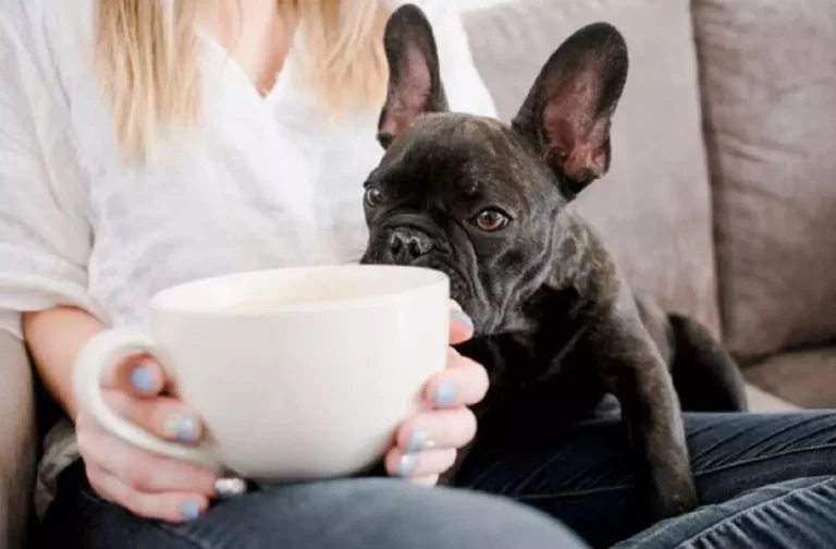 Posso dar chá para meu cachorro? Lista com chás seguros para o seu pet! 1 cachorro tomando cha ok 1