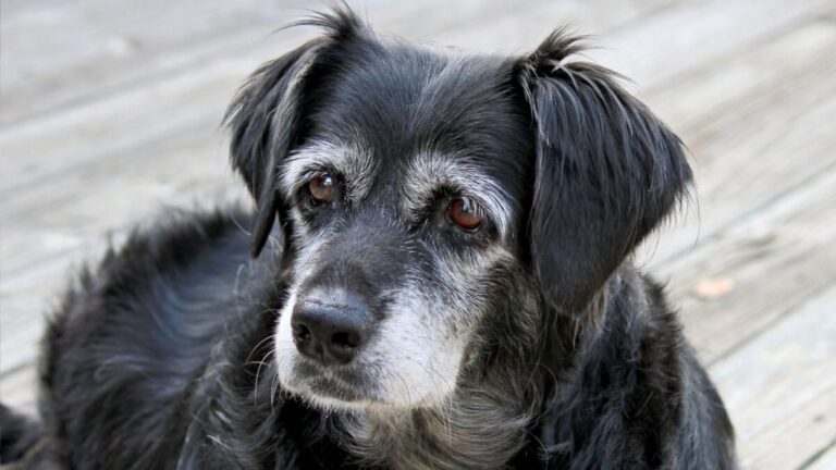 UNESP inicia pesquisa sobre "Alzheimer canino" com cães idosos. Veja sintomas! 1 cao idosoo 1024x576 1