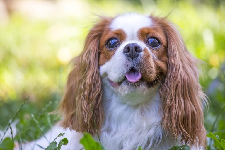 close up portrait dog 54 1 1