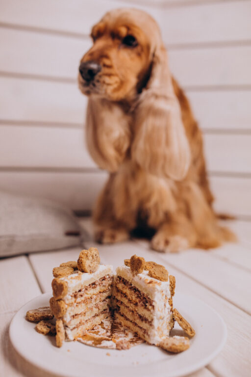 cocker spaniel comendo bolo de aniversario em casa