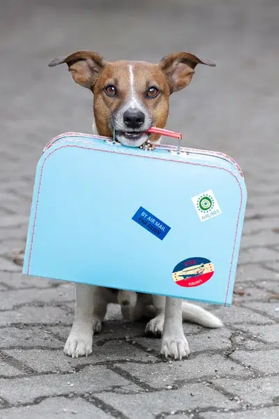 depositphotos 9429978 stock photo dog with a bag 2