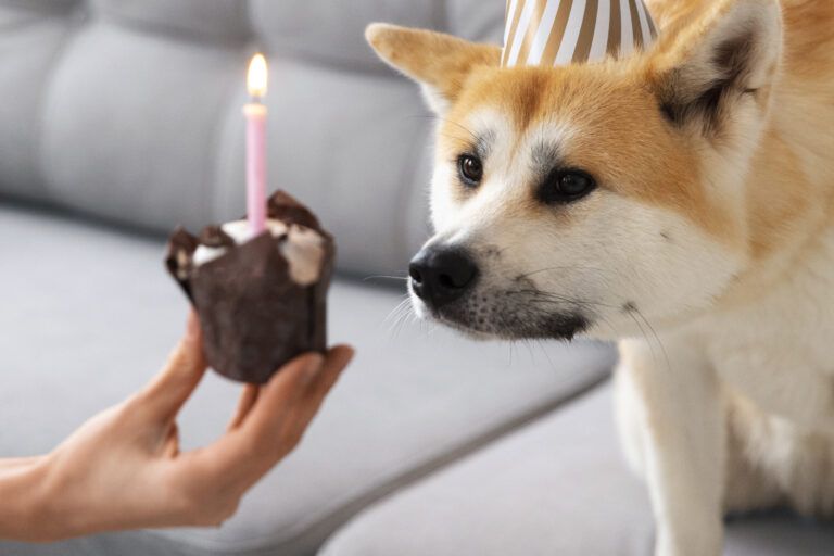 estilo de vida da pessoa que cria conteudo com o seu animal de estimacao