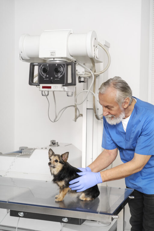 feche o medico veterinario cuidando animal de estimacao 1