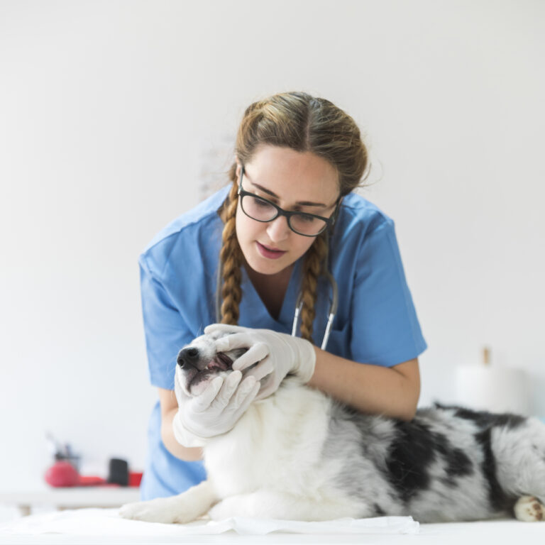 feminino veterinario examinando boca cao na mesa na clinica 1