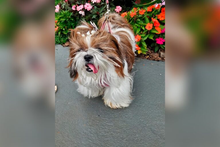 Shih-Tzu de 10 anos é castrada por engano em clínica do DF. Veja o que aconteceu 1 foto 1 1200x800 1