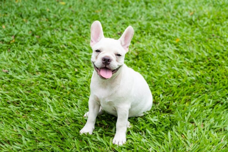 french bulldog 3 1