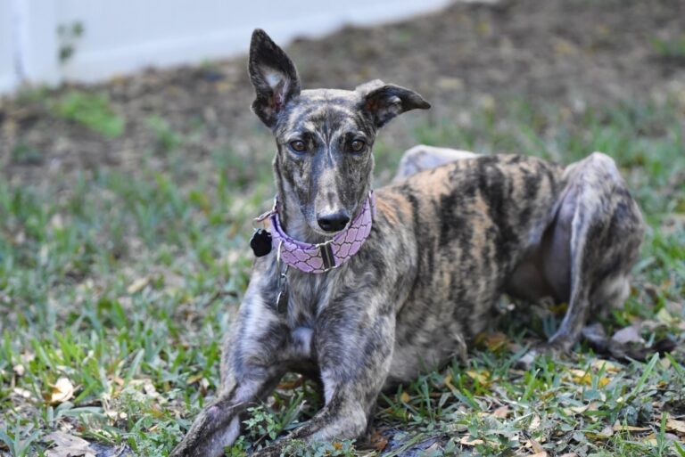 greyhound 4890927 1280 1 1