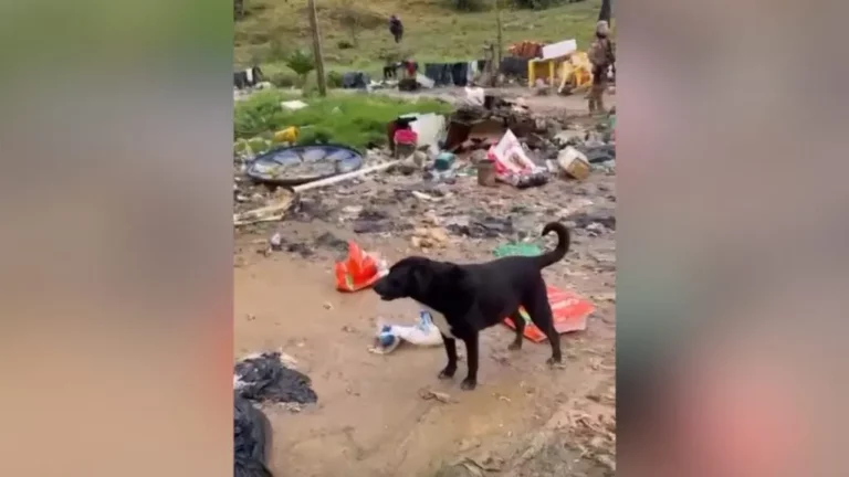 Quase 80 cães abandonados são resgatados em Biguaçu. Leia! 1 image 12