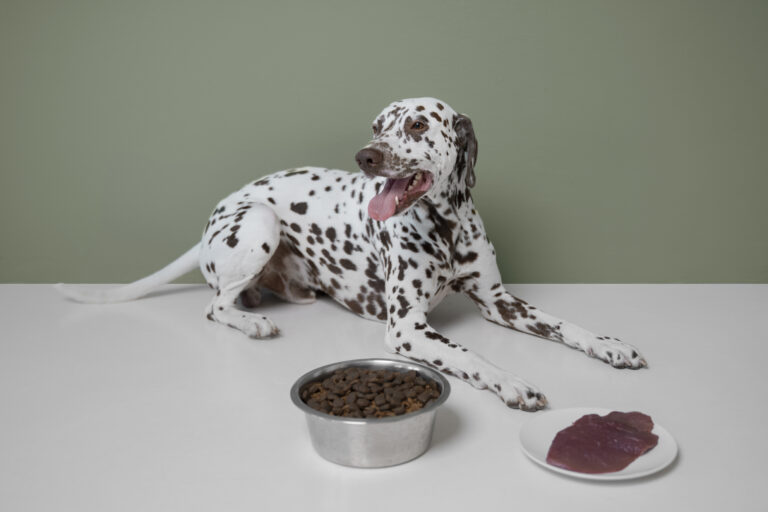 lindo cachorro dalmata comendo