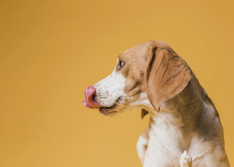 Como fazer petiscos caseiros para cães e gatos? 5 receitas! 1 lindo cachorro metendo lingua para fora