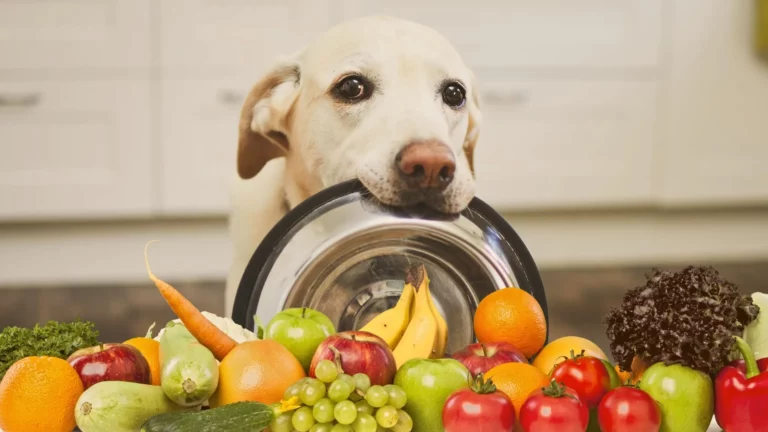 Nutrição personalizada para pets cresce 20% no Brasil. Saiba mais! 1 o cao chupando manga Uma introducao a alimentacao natural para caes