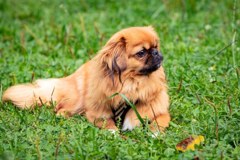 pekingese portrait happy dog lying grass summer walk 3 1