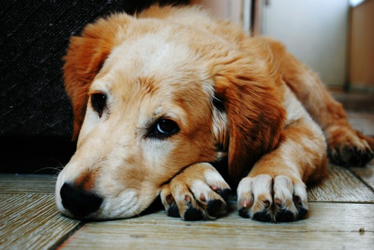 Cachorro vomitando NÃO é normal! Descubra as causas 1 pexels brunocervera 128817