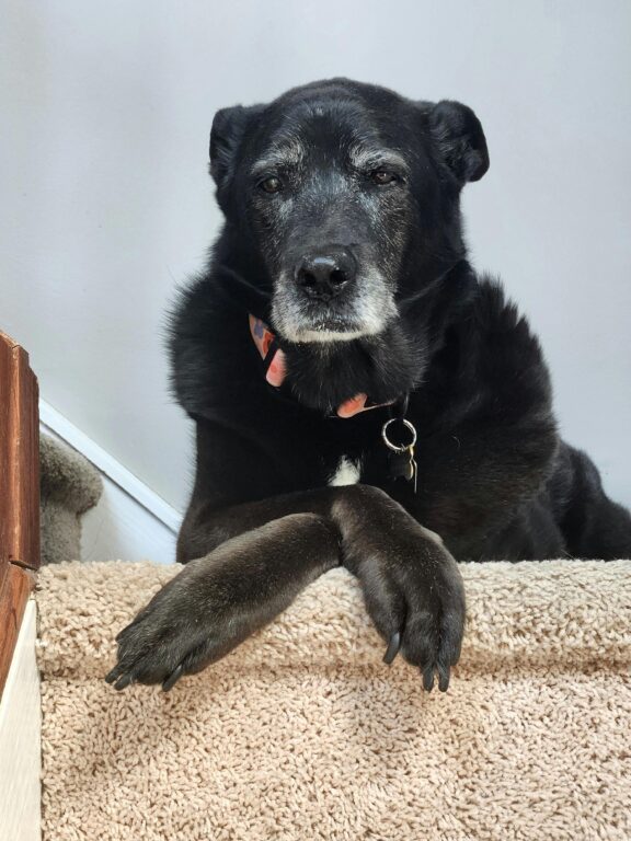 Doenças cardíacas em pets: Leia aqui os sintomas que todo tutor deve conhecer! 1 pexels da 28 2148748679 31219524