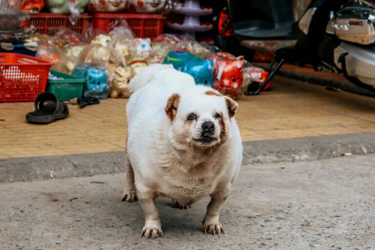 Suplementos para emagrecimento de cães: 2 opções eficazes 1 pexels loifotos 1669962