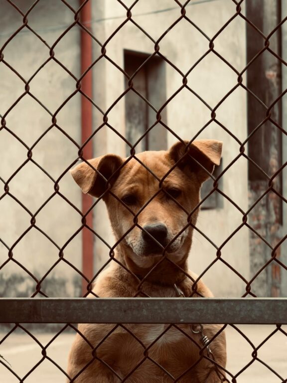 Pets de imigrantes deportados e abrigos em colapso nos EUA. Veja o que está acontecendo 1 pexels vivian nguyen 42372541 31402709