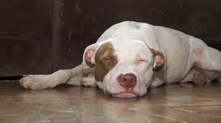 Como a adoção responsável transformou pitbull "agressivo" ? 1 pitbull