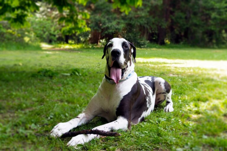 portrait great dane sticking out tongue while sitting grassy field park 3 1