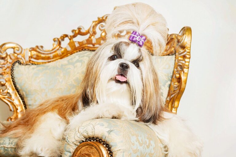 shih tzu with long hair beautiful classic interior 2