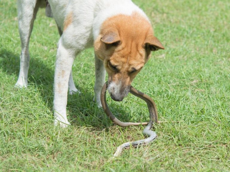 sonhar com cobra e cao