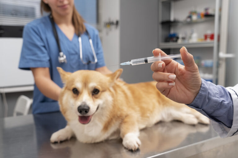 veterinario cuidando de cachorro de estimacao 1