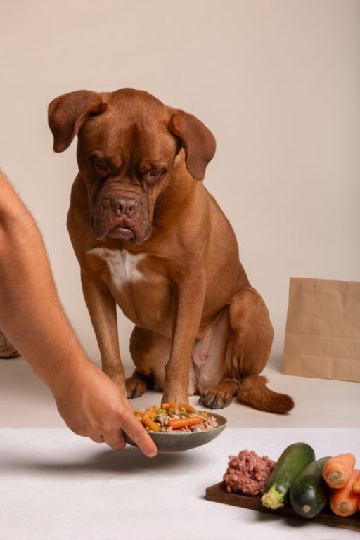 vista de um cachorro adoravel com uma tigela de comida 2