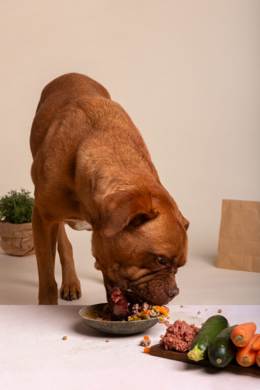 vista de um cachorro adoravel com uma tigela de comida 3
