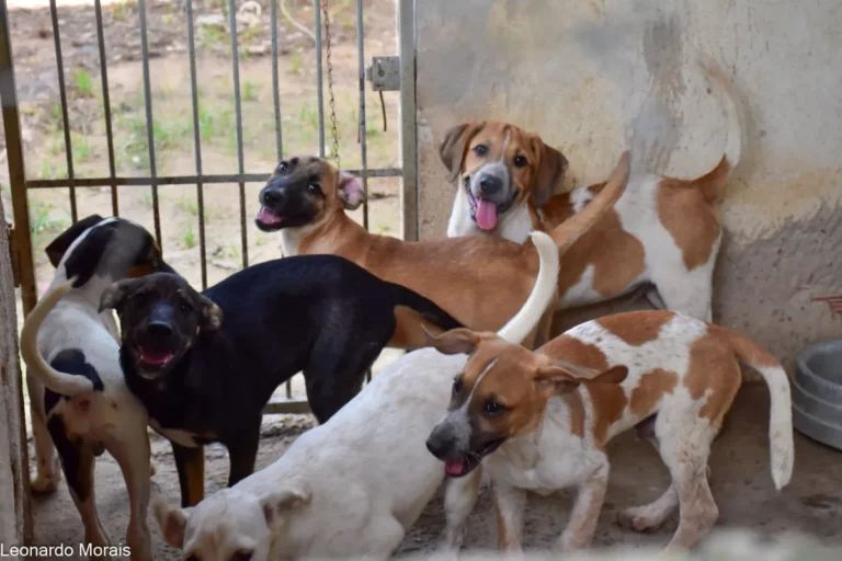 Monopólio pet pode aumentar abandono de animais no Brasil? Entenda o que alega o Instituto Caramelo 2 whatsapp image 2024 03 07 at 12.00.40