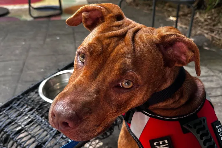 Cachorro tímido no abrigo: como a adoção mudou tudo? 1 yetty shy puppy 1 080725 104d15e9f7564e479a964258604403c0