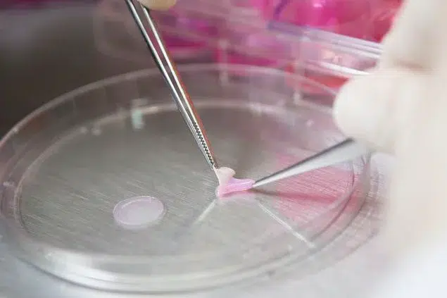 Inovação e Ética: conheça aqui as tecnologias que substituem testes de cosméticos em animais 2 17180341