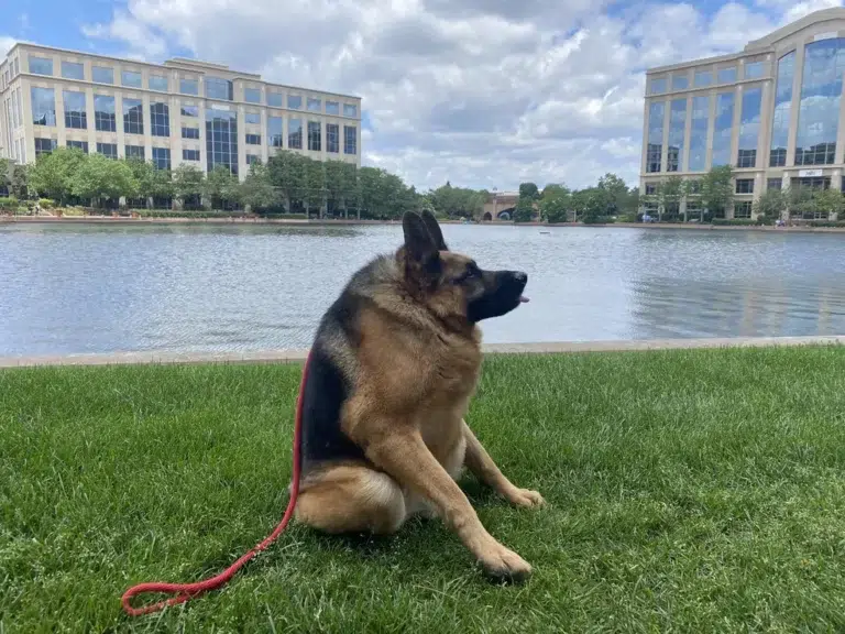 Cachorro cururu: conheça a síndrome da espinha curta e como tratar? 2 2 cachorro cururu entenda a sindrome que causa encurtamento em caes