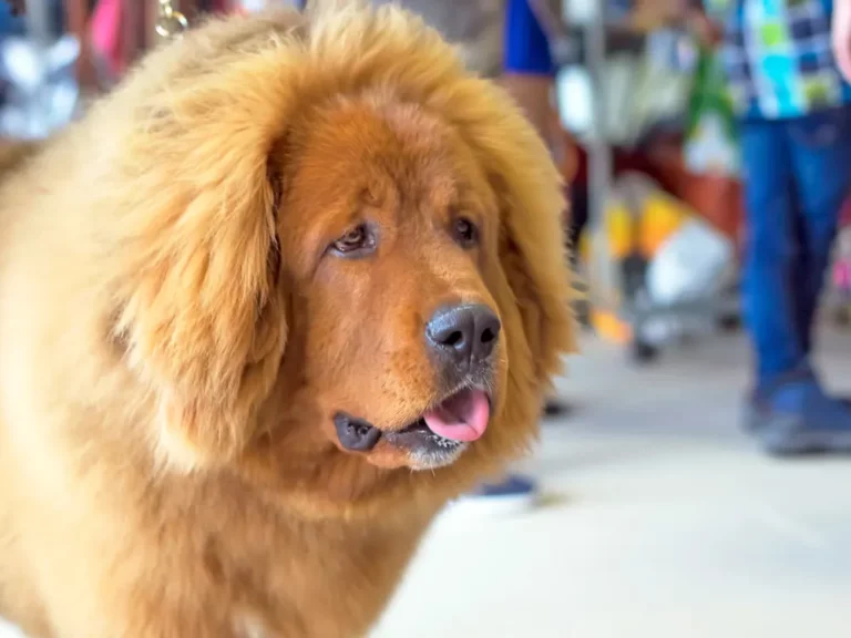 2025 08 25 dog in restaurant reddit Hero