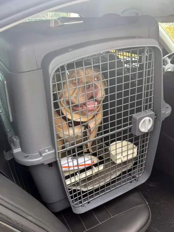 2025 09 16 dog abandoned in airport Hero