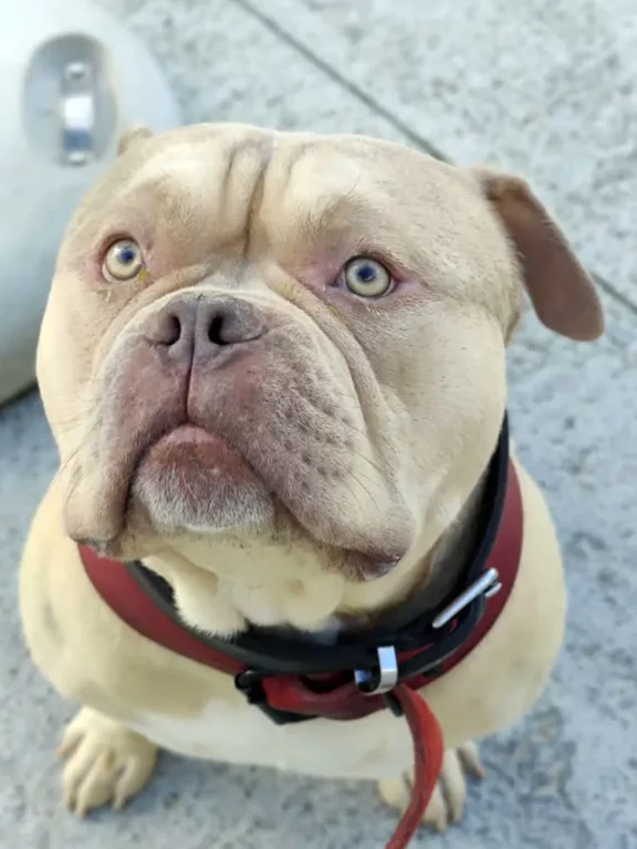 2025 09 16 dog abandoned in airport Inline