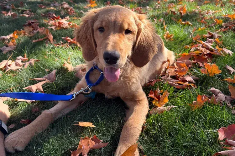 Filhotes de Golden Retriever com vírus mortal são resgatados após serem abandonados em Boston. Saiba aqui! 1 Abandoned dogs boston 3 091825 8a866eb353044d1fa03fddd020627c4f 1