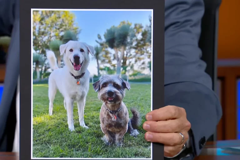 Jennifer Aniston Explains Why She Adopted Her Dog Norman 091125 2 8e64ee38fc4f4d8aa5bc2d109fd3c822
