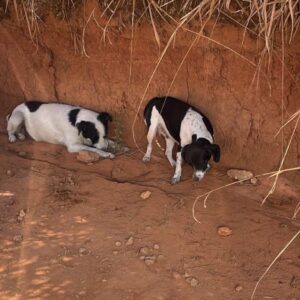 Funcionários da Defesa Civil são presos em flagrante por dopar e abandonar Cães. Veja!