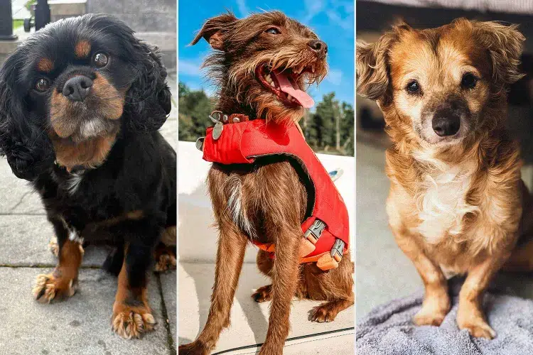 Worlds Cutest Rescue Dog Finalists 092225 02afa4c0a2d14571a3c7549bd3688fa0