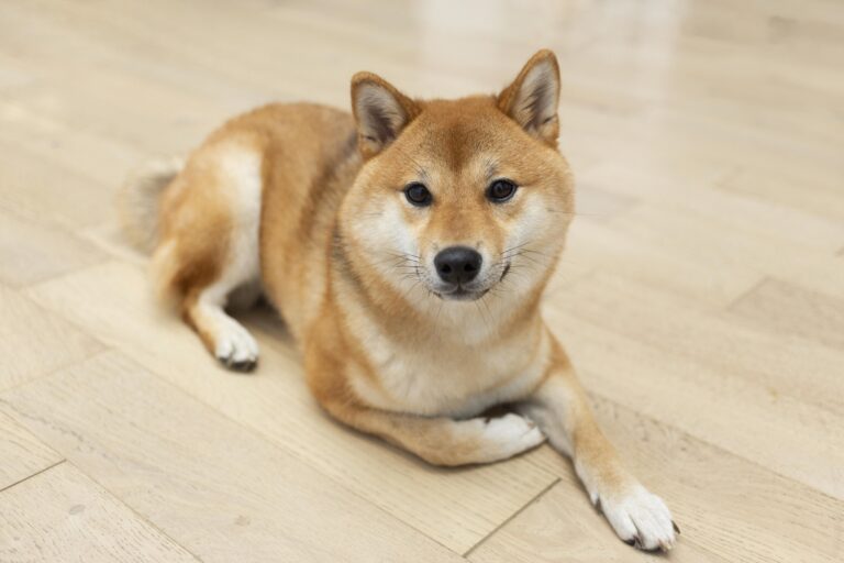 Pet shop é condenado a indenizar família em R$ 18 mil após vender filhote de cachorro com doença fatal. Veja! 1 adoravel cachorro shiba inu